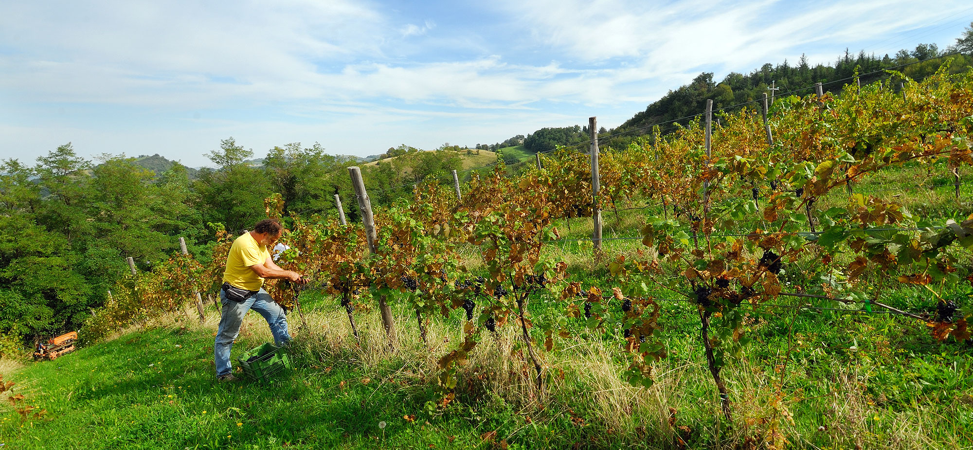 Escursione termica che regala al frutto della vite profumi intensi e persistenti che caratterizzano il vino prodotto.
